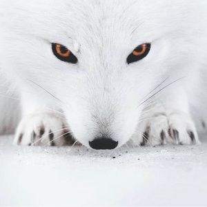 Meet your Posher, Carlos